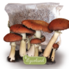 wine cap stropharia mycelium