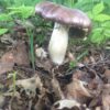 wine cap stropharia mycelium - Image 3