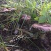 wine cap stropharia mycelium - Image 2