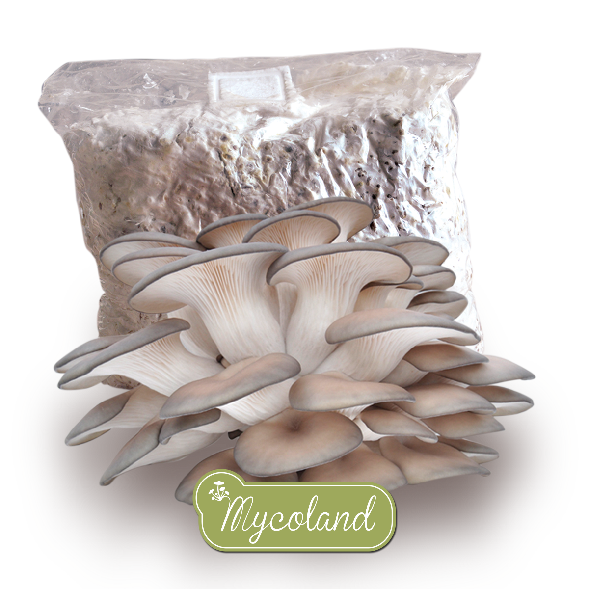 Oyster mushroom mycelium