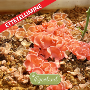 Roosa serviku kasvatamise komplekt