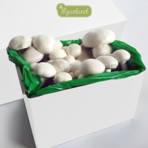 Shampinjoni kasvatuskomplekt