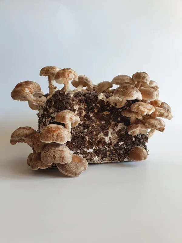 Shiitake kasvatuskomplekt